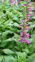 coloufull Foxglove flower close up