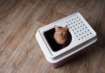 Cute ginger cat sitting in a top-entry litter box and looking curious up to the camera. High angle...