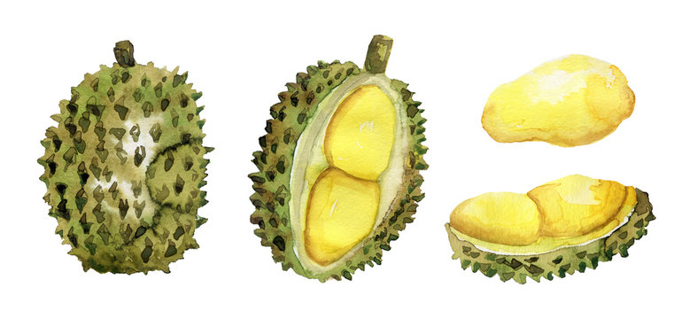 Hand Drawn Durian Set