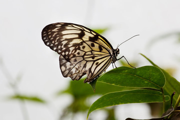 Paper Kite butterfly (Idea leuconoe)