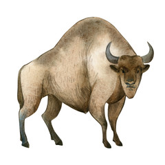 Watercolor illustration on white background. Set of huge brown bizon. Simple sketch of wild forest animals © Kateryna