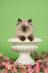 Ragdoll kitten with blue eyes in a white flowerpot on a green background
