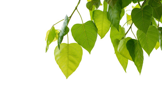 Leaves of the bodhi tree on white background