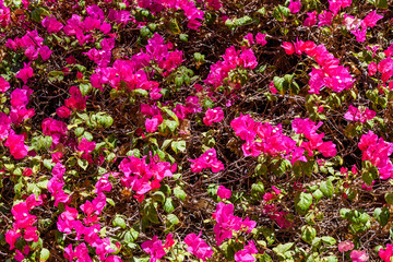 Fototapeta premium Blossoming bougainvillea plant growing in the garden