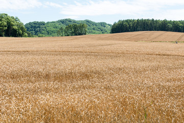 小麦畑の丘