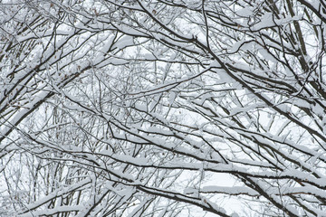 Fototapeta premium Winter, snow on the branches of a tree.