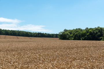 小麦畑の丘
