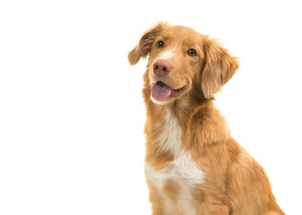 Portrait of a nova scotia duck tolling retriever looking away with mouth open isolated on a white background