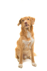 Cute Nova scotia duck tolling retriever looking up isolated on a white background in a vertical image
