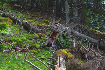fallen needle trees on a waders edge in the tyrolean alps. The picture is bordered by a natural meadow