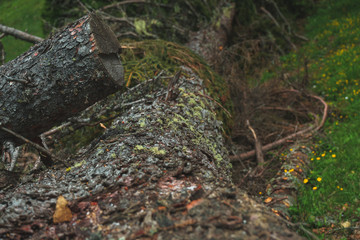 felled needle trees in a close-up. a massive main trunk fills the photo