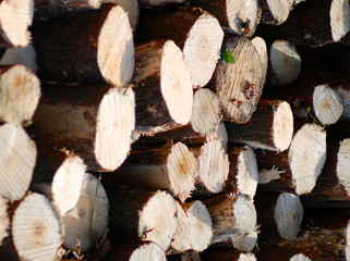 Pine trees on a pile subjective focus