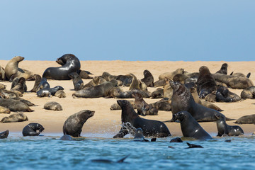 wild eared seals (otariidae) on sandy beach in Namibia, blue water