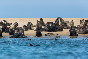 many wild eared seals (otariidae) on sandy coast in Namibia, blue water