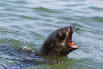 detailed portrait wild eared seal (otariidae) in water showing teeth