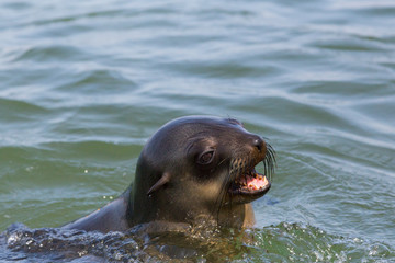 detailed portrait head of wild eared seal (otariidae) in water, sunshine