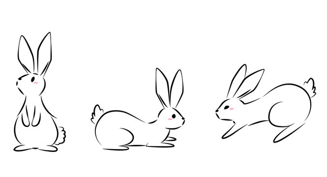 Line Art Drawing Rabbit Hare  Rabbit Line Art Png Transparent PNG   650x749  Free Download on NicePNG