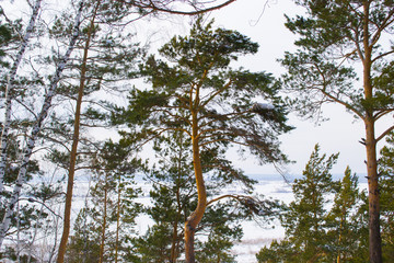 winter pine forest