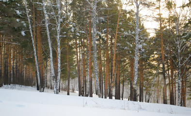 winter pine forest