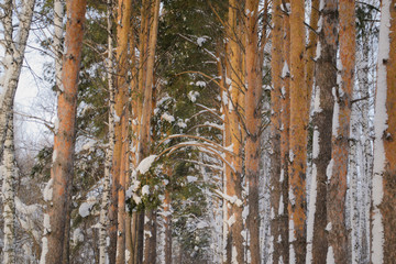 Fototapeta premium winter pine forest