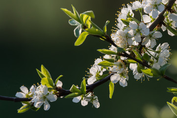 Zweig mit Apfelblüte im Frühling