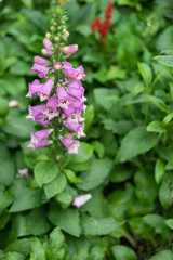 coloufull Foxglove flower close up