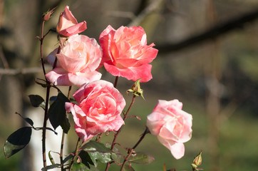 roses in the garden