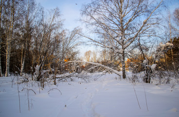 birch forest in winter