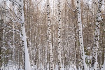 Fototapeta premium birch forest in winter