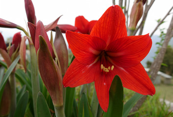 Red Lily and many buds - 243834090