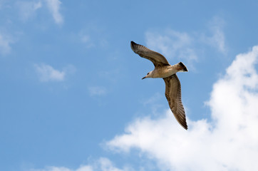 Seagull. A seagull flying on a beautiful blue sky with clouds.