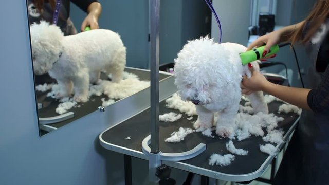 A female veterinarian trimming a small white fluffy Bichon Frize doggie with an electric clipper in a modern veterinary clinic. Hair salon for dogs. Veterinary clinic.