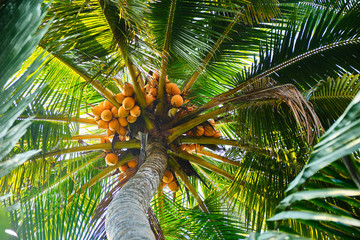 Young coconut on palm tree. 