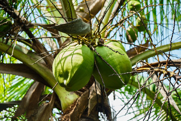 Young coconut on palm tree. 