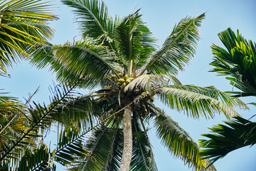 Fototapeta na wymiar Young coconut on palm tree. 