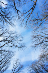 Deciduous trees treetops without leaves over blue sky at sunny winter day
