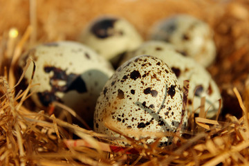 Obraz premium Quail's Eggs In A Nest. Food, Nature, Easter Background. Quail's Eggs Close Up. 