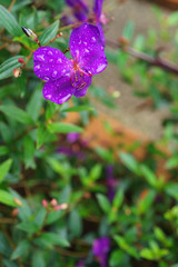 purple melastoma in the garden 