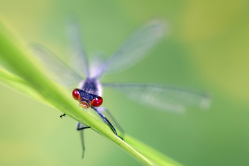 Red-eyed damselfly, Erythromma najas, artistic impression