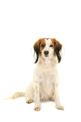Fototapeta premium Cute small dutch waterfowl dog sitting and looking at the camera on a white background in a vertical image