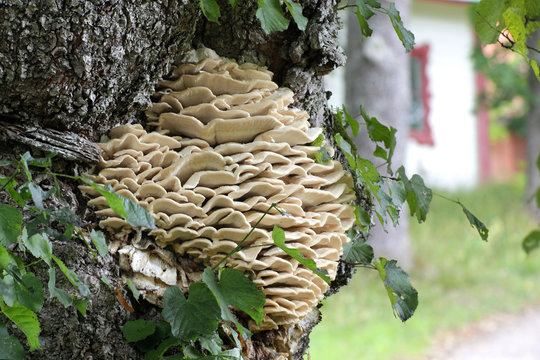 Northern tooth fungus,  Climacodon septentrionalis