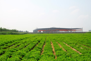 Workshop framework and farmland