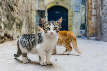 Street Kitty (cat) on the streets of Marrakesh and Essaouira in Morocco in the fishing port and medina near the colored wall. Postcard, travel concept