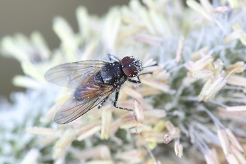 True fly, Thricops semicinereus