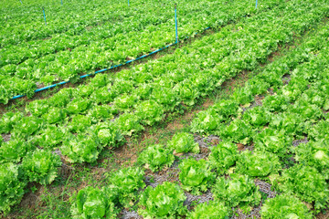Fototapeta na wymiar Non-toxic fresh vegetables in the planting field.