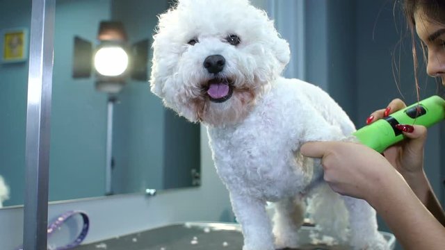 Close-up of a woman grooming a fluffy white dog in a veterinary clinic. Bichon Frize breed dog in a veterinary clinic on a haircut.