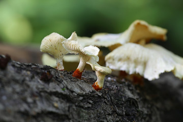 White lentinus mushroom,  Lentinus suavissimus