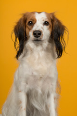 Portrait of a cute small dutch waterfowl dog on a yellow background in a vertical image