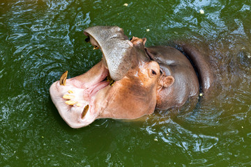 Fototapeta premium The hippopotamus is resting in the swamp.