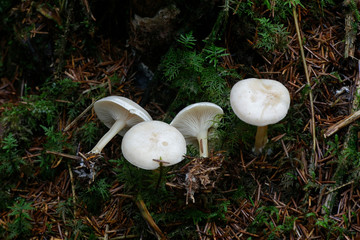 Leucocybe candicans, previously Clitocybe connata, a domecap mushroom from Finland with no common English name